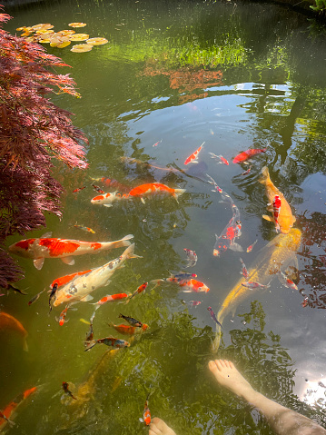 Stock photo showing koi carp and Shubunkin fish swimming around unrecognisable person's feet dangling in a large pond with reflections of garden.