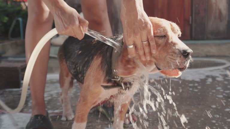 68,656 Hot Animal Stock Videos and Royalty-Free Footage - iStock | Hot dog, Sweat, Sun no people 68,656 Hot Animal Stock Videos and Royalty-Free Footage - iStock | Hot dog, Sweat, Sun no people