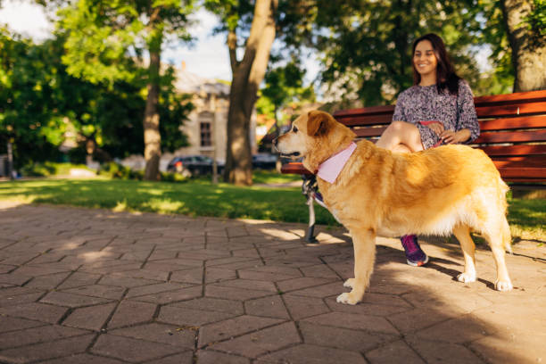 istock Curious golden retriever looking around and protecting his female owner, while she relaxing and sitting at the park bench 1323720607
