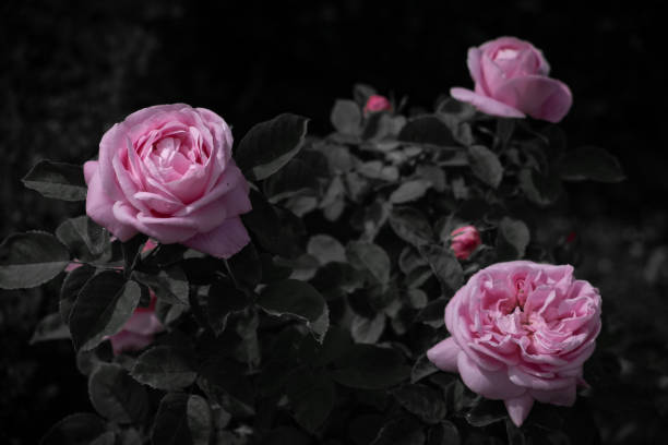 istock Flowers and glimpses in Florence 1323720654
