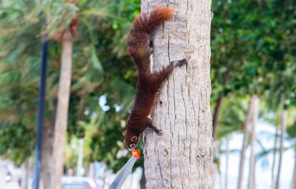 A brown squirrel has a fixed and focused view of a feeding place