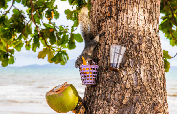 istock A brown squirrel has a fixed and focused view of a feeding place 1323721907