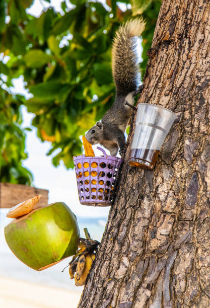 istock A brown squirrel has a fixed and focused view of a feeding place 1323721913