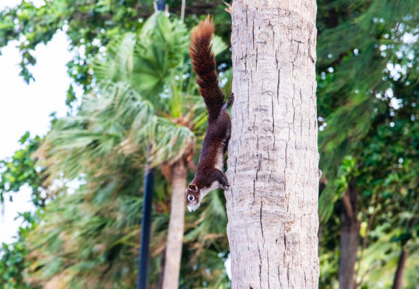 istock A brown squirrel has a fixed and focused view of a feeding place 1323721922