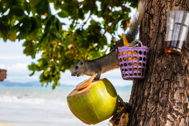 istock A brown squirrel has a fixed and focused view of a feeding place 1323721923