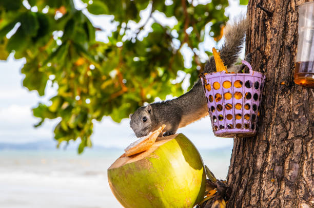 istock A brown squirrel has a fixed and focused view of a feeding place 1323721934