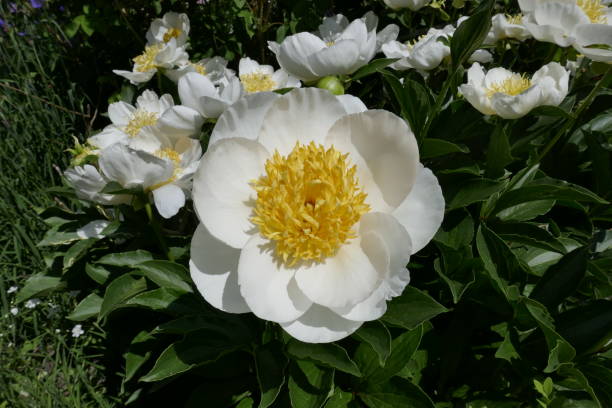 istock Yellow and white peony flowers 1323724789