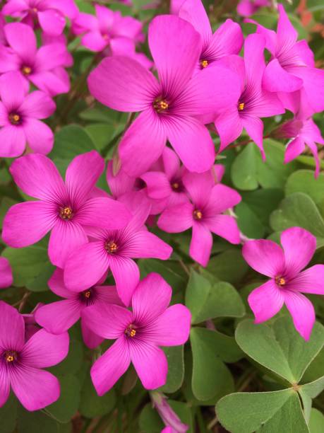 istock The beauty of nature during summer 1323725015