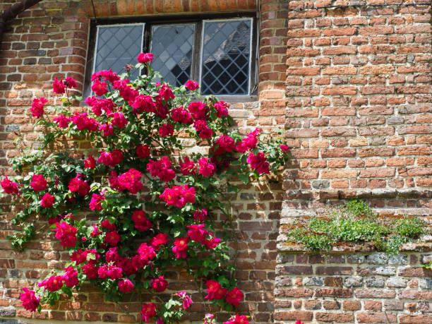 istock Bright pink roses by lead windows 1323725082