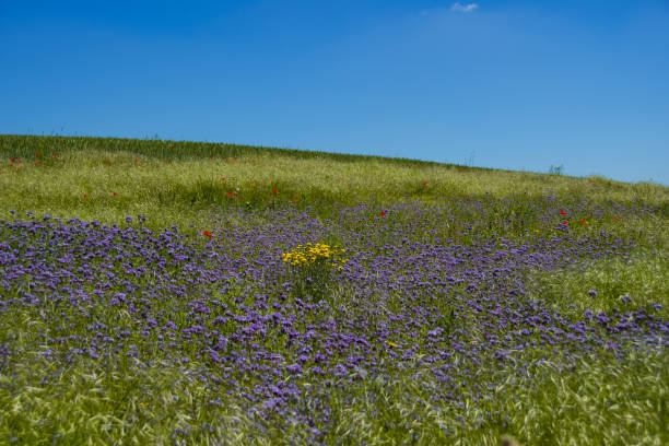 istock Grass landscape with many milk thistles 1323725128