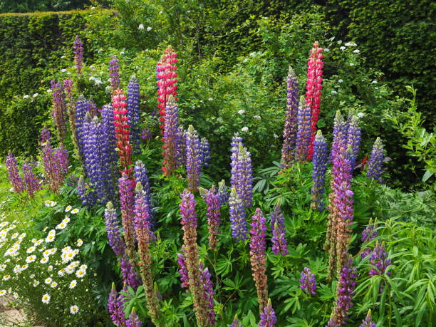 istock Purple and pink lupins 1323725151