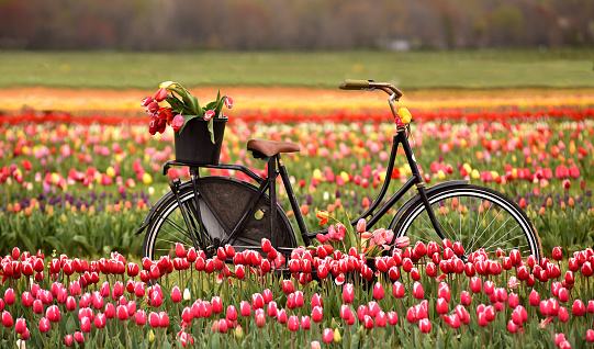 A bicycle in a field of tulips with a basket of tulips as well.