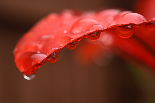 A red tiger lily after a rain storm.