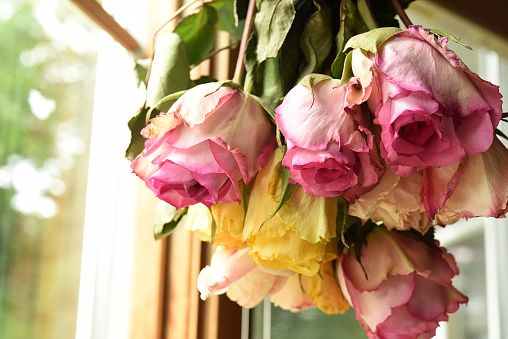 A bouquet of pink and yellow roses hung upside down to dry.