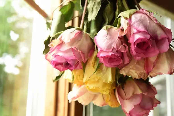A bouquet of pink and yellow roses hung upside down to dry.