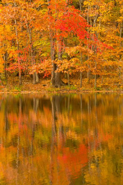 istock Fall foliage in the woods around Birge Pond in Connecticut. 1323730331