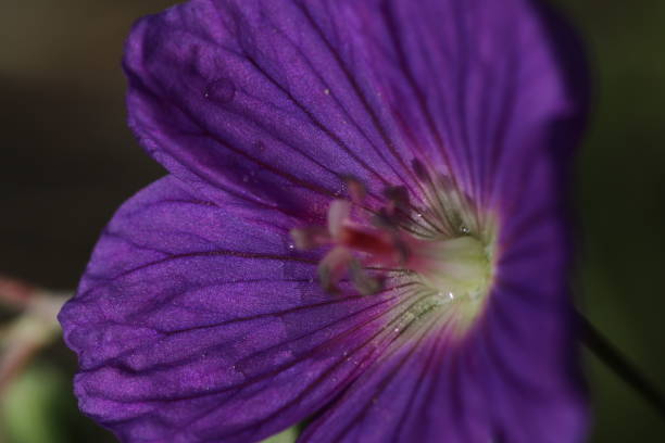 istock Close up on flower blossom 1323731782