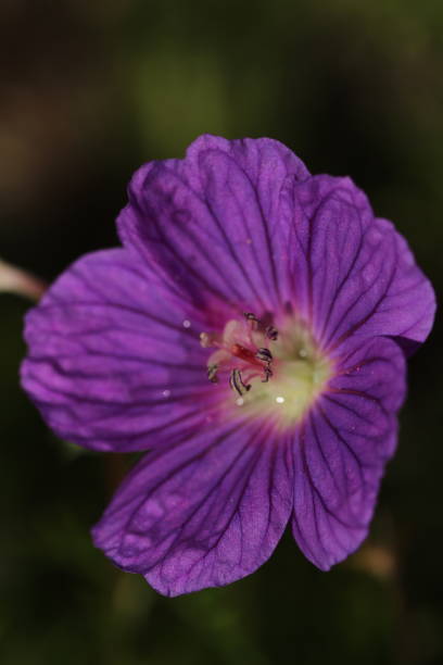 istock Close up on flower blossom 1323731825