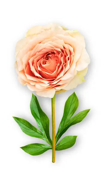 Offbeat rose flower. Composition of orange-cream rose and peony leaves. Art object on a white background. Minimalism.