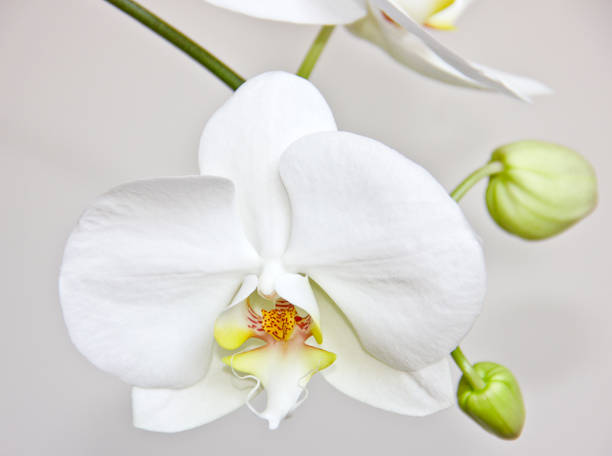 istock White orchid with green leaves isolated 1323735475