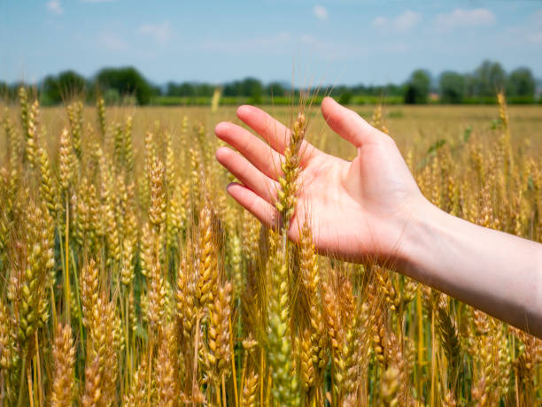 outstretched hand of a woman touches an almost ripe ear of wheat in the wheat field, farming concept stock photo