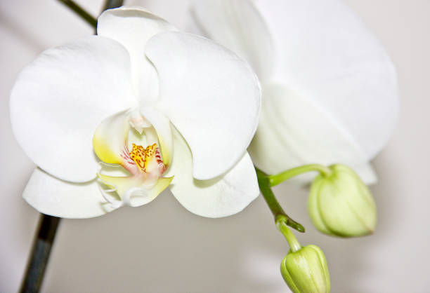 istock White orchid with green leaves isolated 1323735790