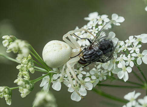 Macro image of a white spider (crab spider) sucking out its captured insect on a flowering plant.