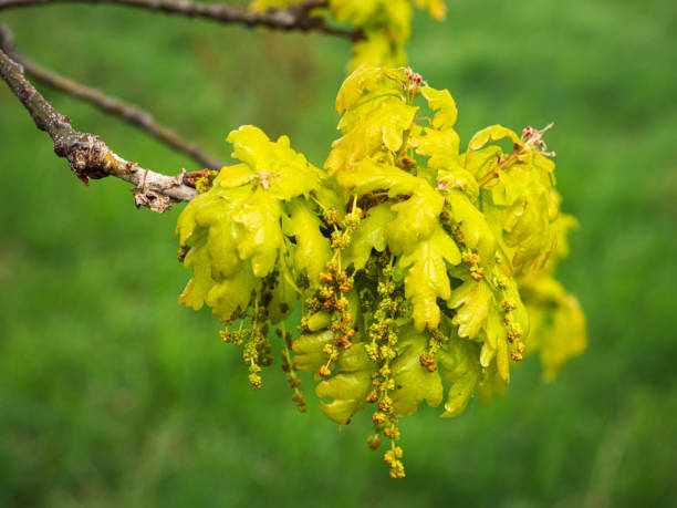 carvalho pedunculado com flores machos e fêmeas e primeiras folhas verdes para um pequeno ramo. - english oak - fotografias e filmes do acervo