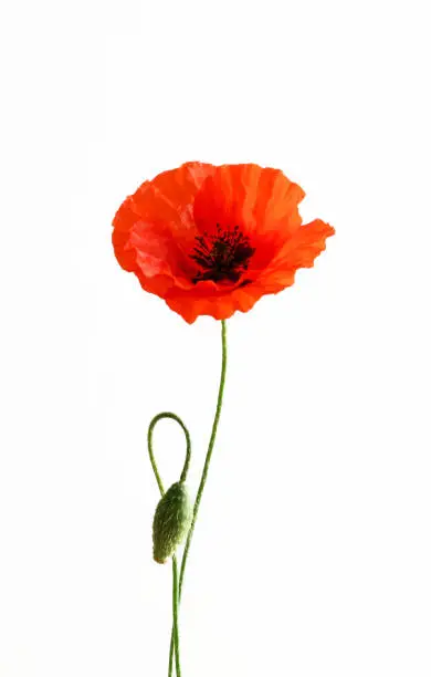 Red poppies isolated on white background.