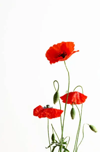 Red poppies isolated on white background.