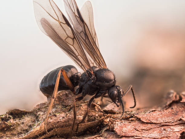 istock Detailed close-up of a winged forest ant. 1323736935