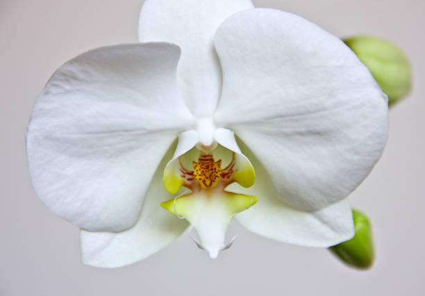 istock White orchid with green leaves isolated 1323737060