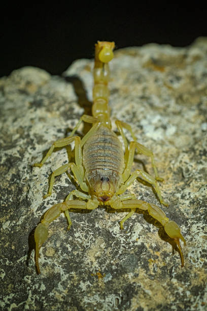 istock Scorpion in its natural world 1323737238