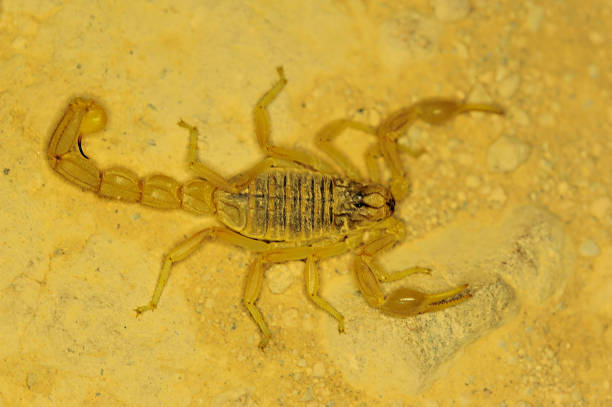 istock Scorpion in its natural world 1323737254