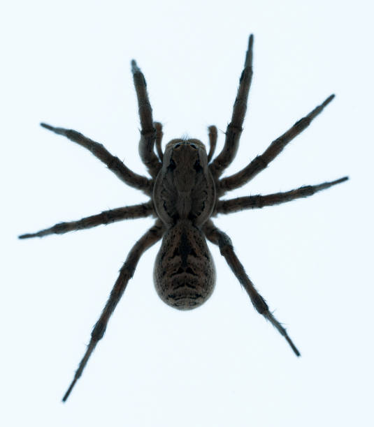 Spider on white background stock photo