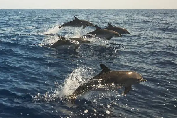 Photo of Beautiful jumping bottlenose dolphins spotted in sea near Madeira, Portugal. Atlantic ocean.