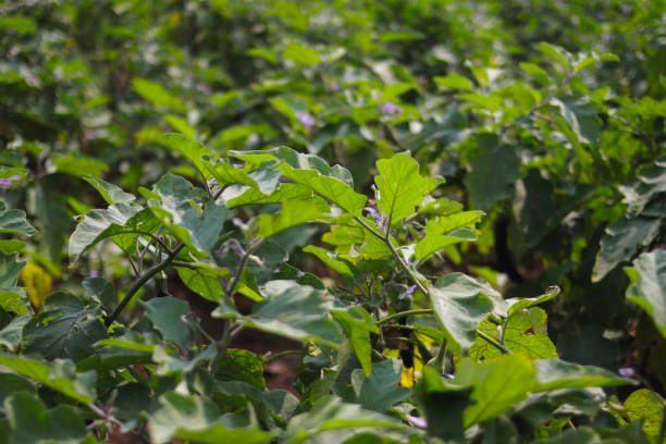 istock Close-up view of purple eggplant fields in Indonesia 1323739507