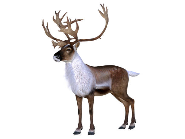 istock Caribou Buck Walking 1323739816