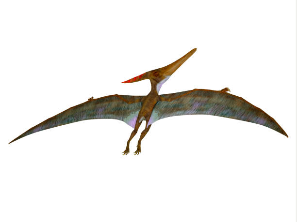 Pteranodon Wings Extended Pteranodon was a carnivorous Pterosaur reptile that flew in North America during the Cretaceous Period. cretaceous photos stock pictures, royalty-free photos & images