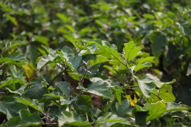 istock Close-up view of purple eggplant fields in Indonesia 1323740219