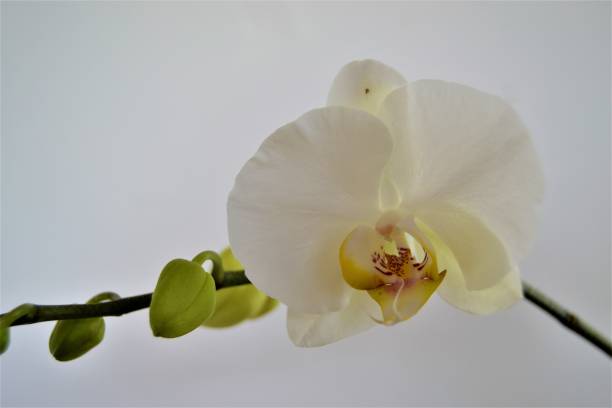 istock Phalaenopsis white close up moth orchid 1323740232