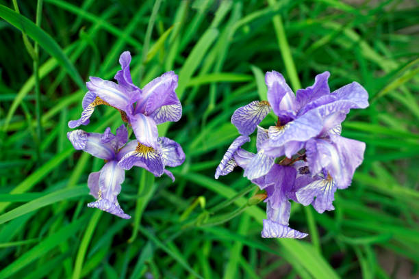 istock Summer mood. Iris flowers top view. Large petals. Beautiful plant 1323741507