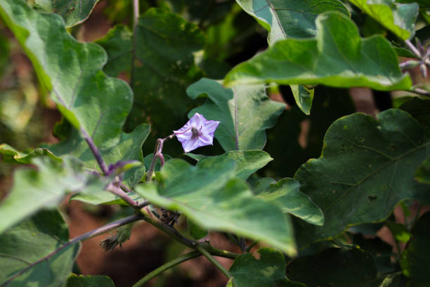 istock Purple eggplant flowers blooming in the fields. 1323741625