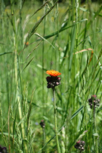 istock Orange-red Hawkweed in the meadow 1323741729