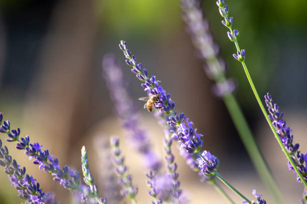 Honey bee collecting pollen from lavender flower