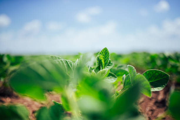 istock Cultivating health 1323742628