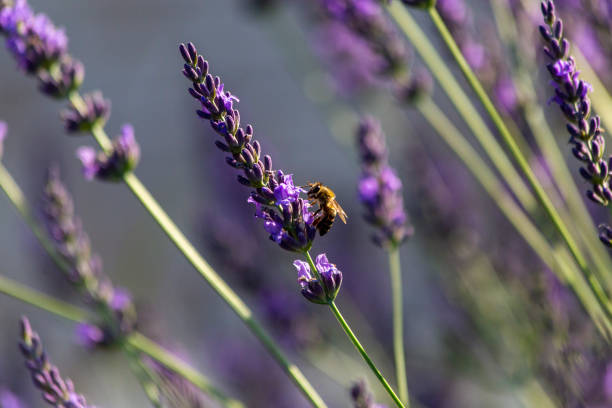 istock Lavender flower and honey bee. Bee collecting pollen. 1323742691