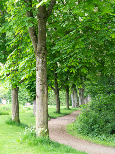 Path to one of the familiar pantheons of Milan´s Monumental Cemetery with giant trees framing the way to this final resting place.