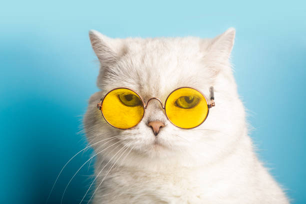 Funny cat in sunglasses. Cat with glasses on a light blue clean sunny background. Funny pets, party, vacation, travel, summer concept. Funny cat in sunglasses. Cat with glasses on a light blue clean sunny background. Funny pets, party, vacation, travel, summer concept. High quality photo meme photos stock pictures, royalty-free photos & images