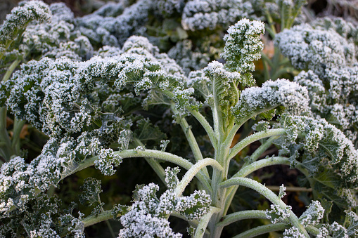 Kale or leaf cabbage (Brassica oleracea) in the winter garden
